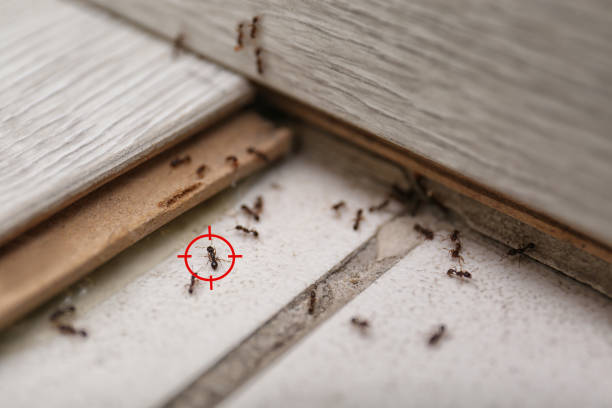 Best Wildlife Control Services  in Coeburn, VA