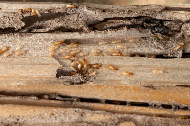 Reliable Coeburn, VA Pest Control Solutions